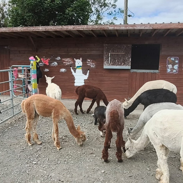 the-flying-alpaca 0A